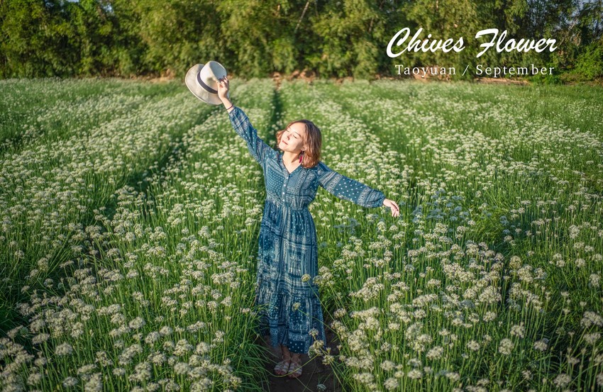 桃園景點|大溪韭菜花海 | 季節限定雪白九月雪