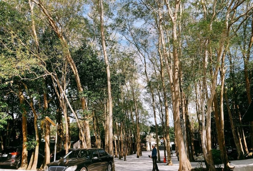 〖北埔老街〗半日遊!30年黃媽媽菜包.在地人都吃50年榕樹下小吃.伴手禮米食麻糬買不完