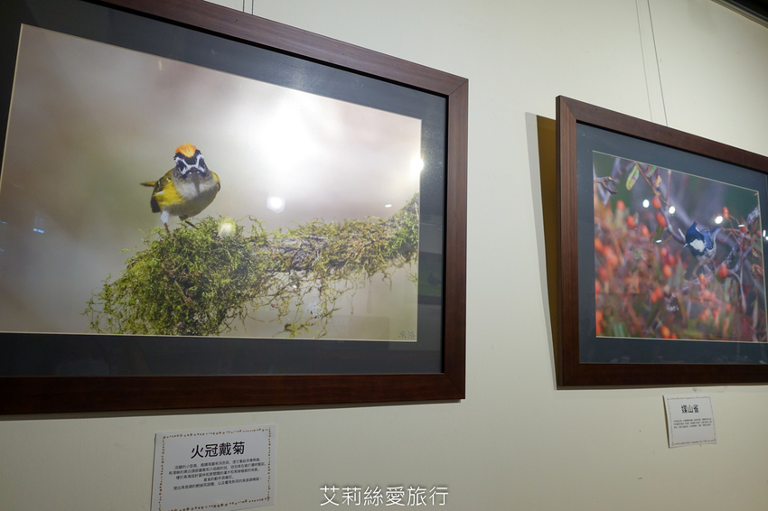 100%原肉牛排只要市價一半就能吃 配阿里山冷泡茶太過癮 內用自助吧無限吃到飽 濠誠牛排 22年老店 - 艾莉絲愛旅行