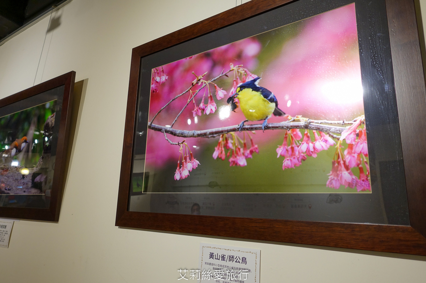 100%原肉牛排只要市價一半就能吃 配阿里山冷泡茶太過癮 內用自助吧無限吃到飽 濠誠牛排 22年老店 - 艾莉絲愛旅行