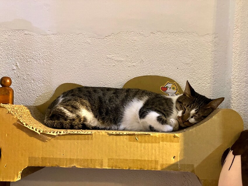 知名愛玉冰店 開賣霜淇淋 和冰淇淋聖代 / 菜單上看不到.直接點