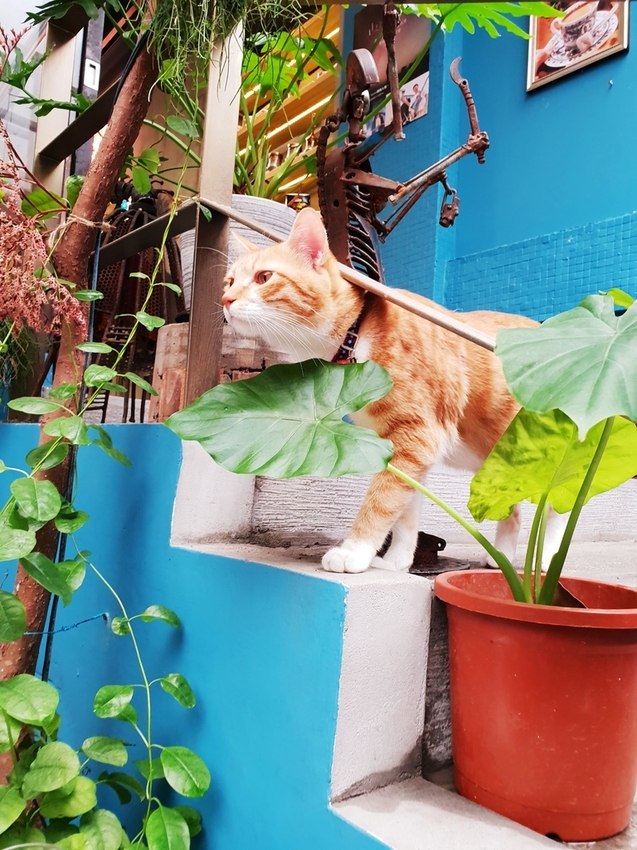 200925.jpg - 【台北.東門站】登陸土星永康店友善寵物咖啡廳。土耳其咖啡超好喝。藍色系網美店超好拍