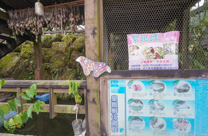 雲林古坑華山美食：桂竹林休閒餐廳，台灣咖啡入菜蝴蝶休閒餐廳，台菜山產美味佳餚這裡吃 @緹雅瑪 美食旅遊趣