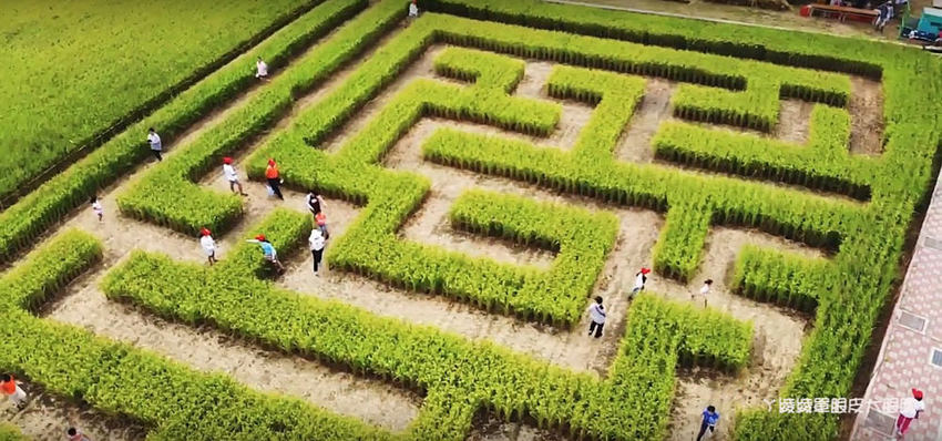2020竹東地瓜節焢窯強勢回歸！竹東地區出現巨型稻田迷宮，連兩天放假一起來體驗農村活動