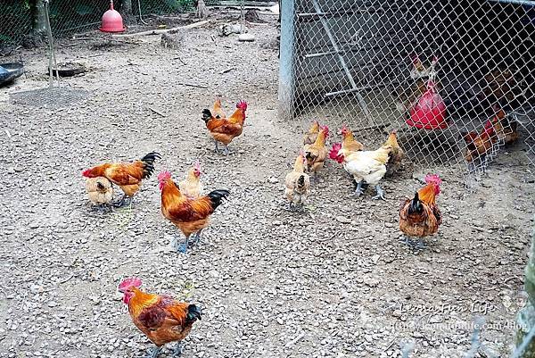 雲林最佳伴手禮 華山派雞大俠 雞大俠滴雞精評價  雞精雲林 滴雞精 雞農林文字 手工柴燒滴雞精  冷凍雞湯宅配 雞湯料理包推薦 即食雞湯 雞捲 雞腿捲 土雞蛋DSC03206.JPG