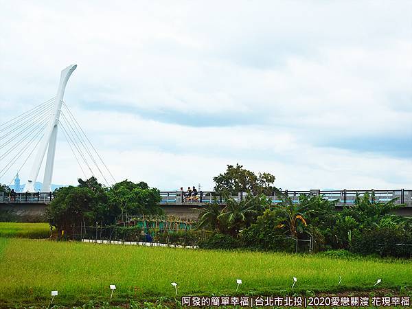 愛戀關渡花現幸福06-一旁為基隆河岸自行車道.JPG
