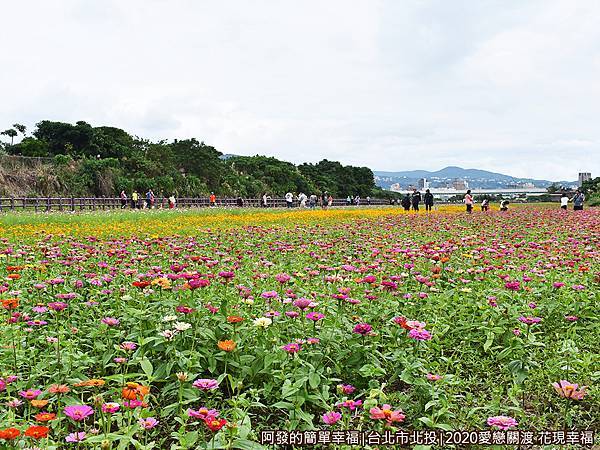 愛戀關渡花現幸福13-花海區前段.JPG