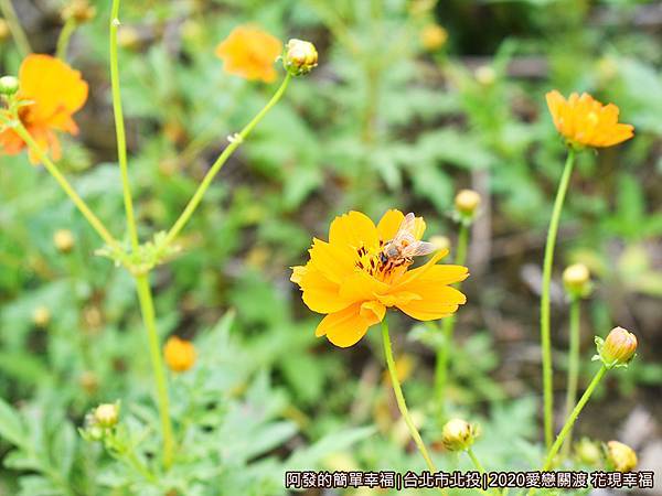 愛戀關渡花現幸福18-黃波斯菊上採蜜的蜜蜂.JPG