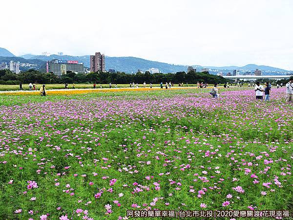 愛戀關渡花現幸福19-花海區中段.JPG
