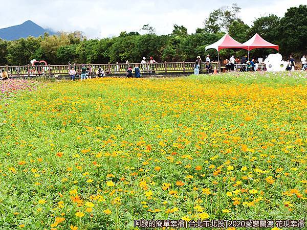 愛戀關渡花現幸福17-黃波斯菊花毯.JPG