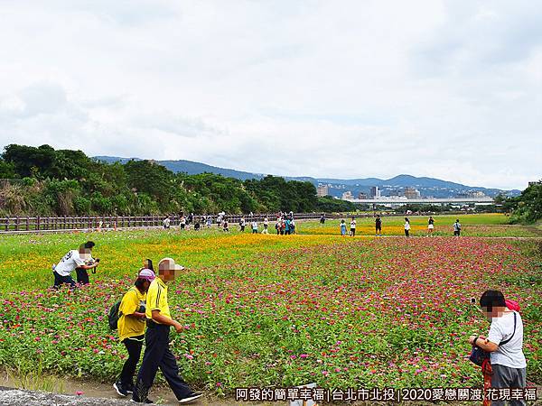 愛戀關渡花現幸福08-柳暗花明又一村4公頃多的遼闊花海.JPG