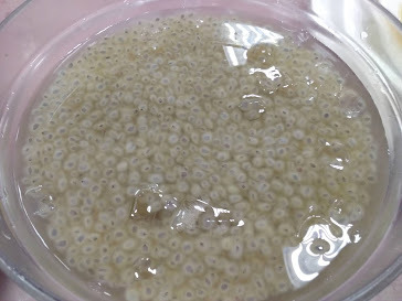 日月潭一日遊.午餐埔里-台雞店-烤甕仔雞招牌菜