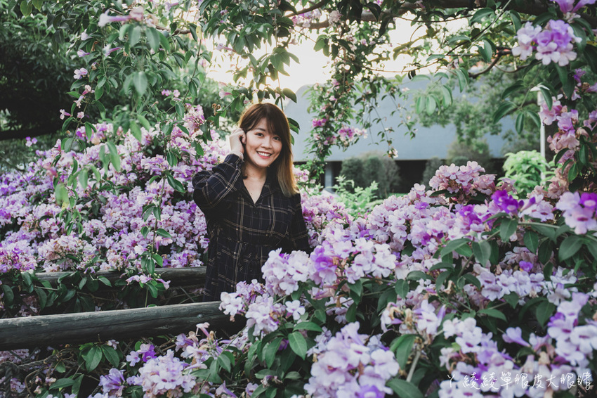 新竹網美拍照景點推薦！新竹竹北新瓦屋季節限定的蒜香藤滿開，快來拍美炸的紫色瀑布
