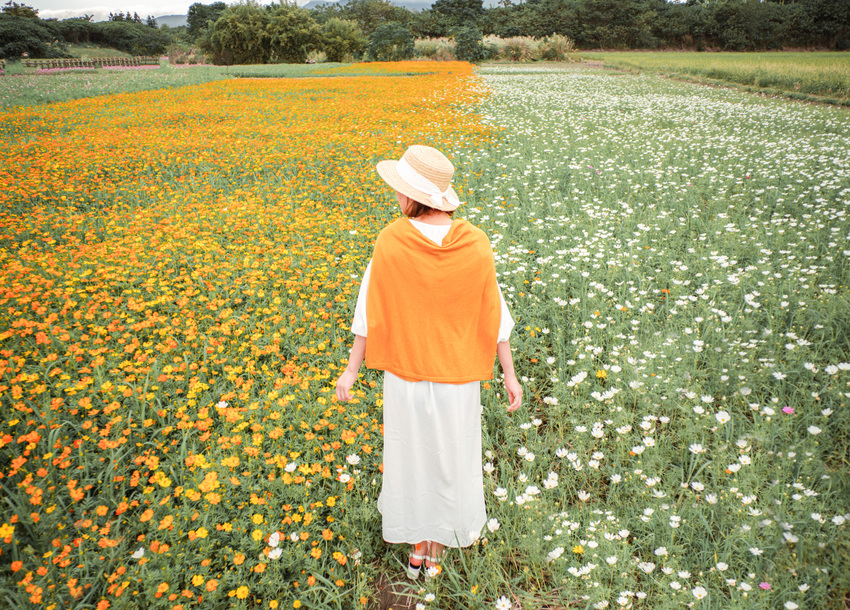 2020關渡秘境花海。4公頃大波斯菊浪漫|花期、交通路線、接駁車資訊、拍照技巧懶人包