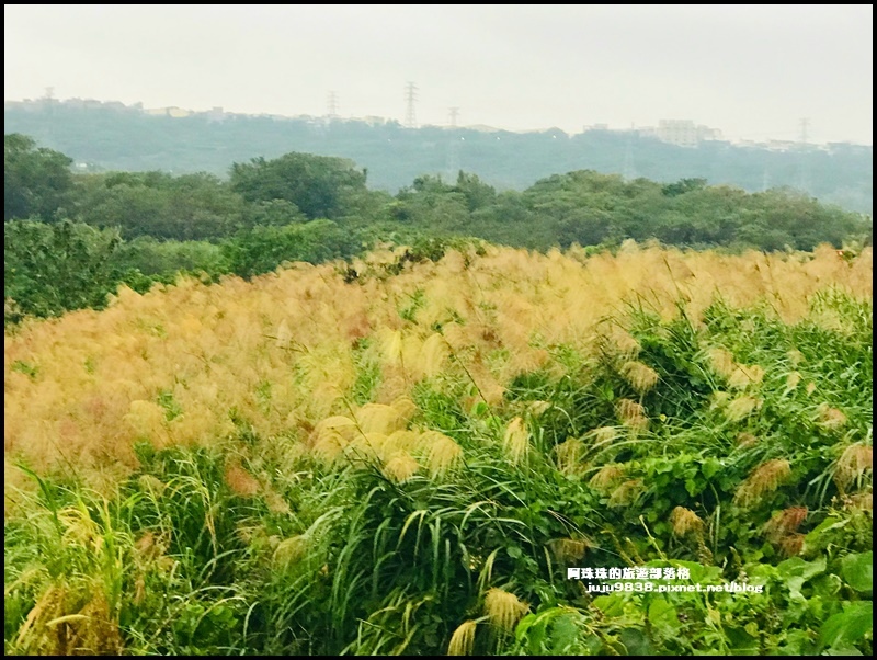 月眉生態池18.JPG