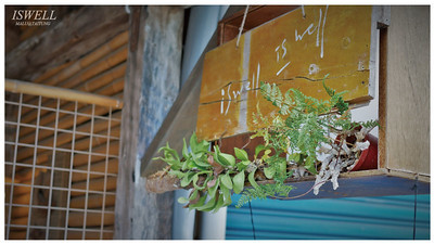 池上咖啡店ISWELL-1