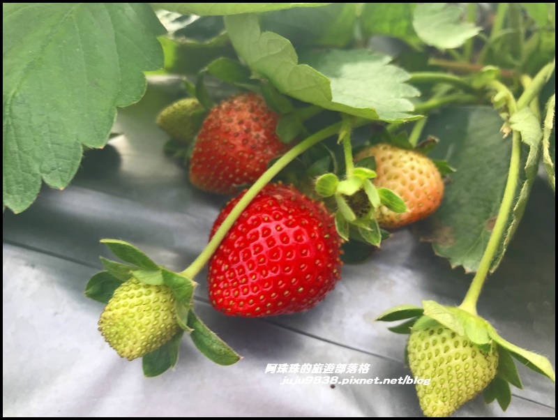 雲夢山丘7.JPG 雲夢山丘7.JPG