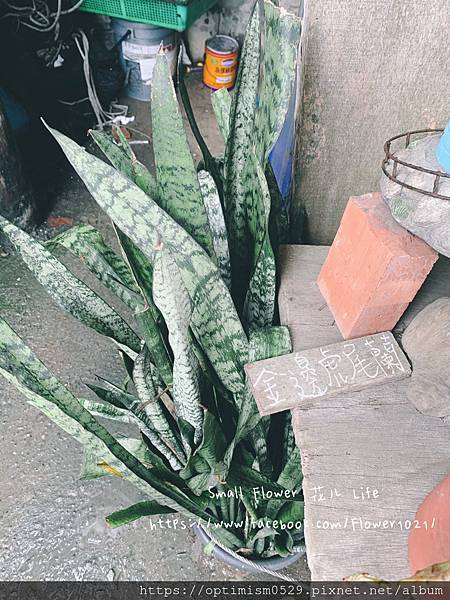 《嘉義-東石》綠色環境教育場所/漁場生態親子旅遊/划船/摸文蛤/釣魚/烤海鮮/瘋童玩/海盜扮演，吃喝玩樂通通都在「向禾休閒漁場(蔡牽海盜村)」