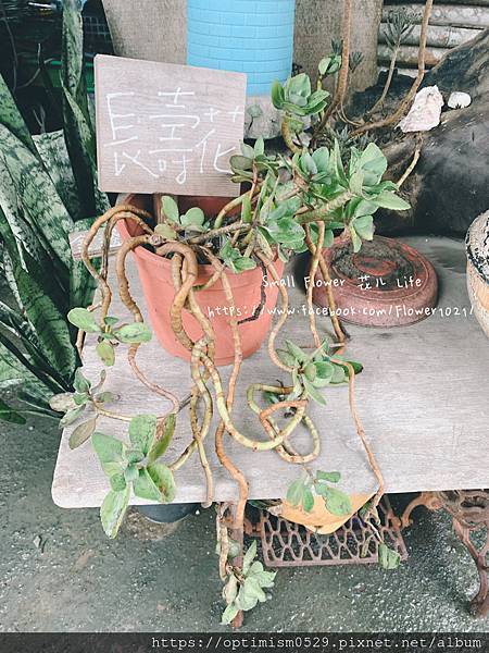 《嘉義-東石》綠色環境教育場所/漁場生態親子旅遊/划船/摸文蛤/釣魚/烤海鮮/瘋童玩/海盜扮演，吃喝玩樂通通都在「向禾休閒漁場(蔡牽海盜村)」
