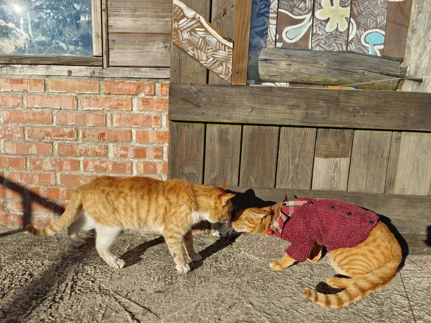 【新竹.尖石】宇老觀景台+魯壁一家人寵物友善餐廳超美景觀需預約