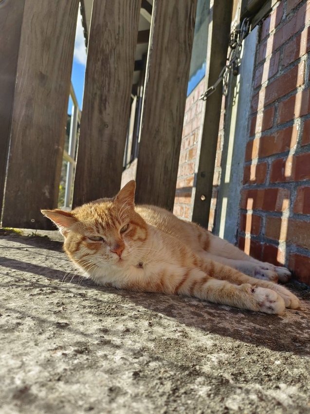 【新竹.尖石】宇老觀景台+魯壁一家人寵物友善餐廳超美景觀需預約