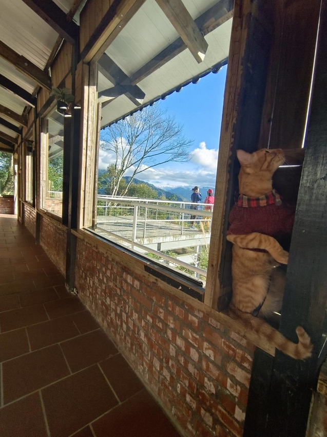 【新竹.尖石】宇老觀景台+魯壁一家人寵物友善餐廳超美景觀需預約