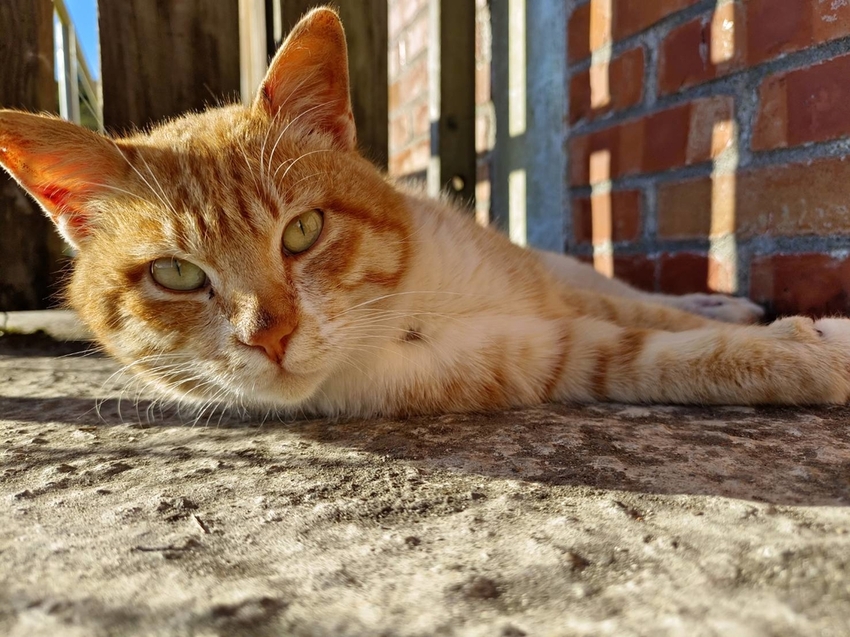 【新竹.尖石】宇老觀景台+魯壁一家人寵物友善餐廳超美景觀需預約