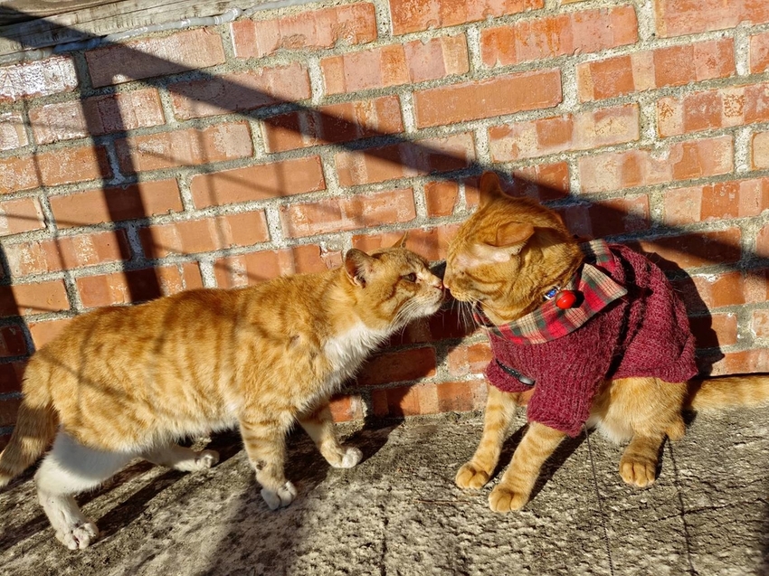 【新竹.尖石】宇老觀景台+魯壁一家人寵物友善餐廳超美景觀需預約