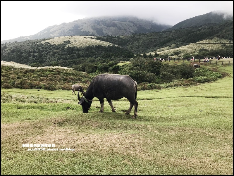 擎天崗21.JPG 擎天崗21.JPG