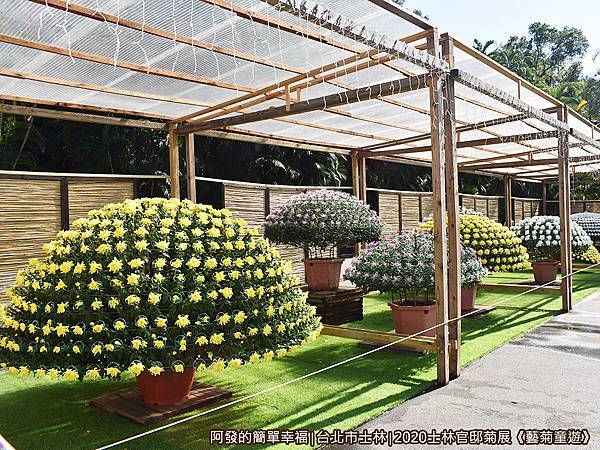 士林官邸菊展藝菊童遊07-大立菊的家.JPG