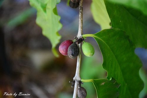 1118 糯米橋22.jpg