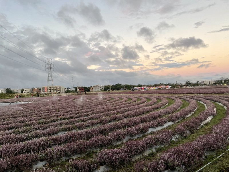 【台灣，桃園市，楊梅區】「2020桃園仙草花節」夢幻來襲！不能出國的偽南法小旅行。（2020/12/06花況，含交通接駁）