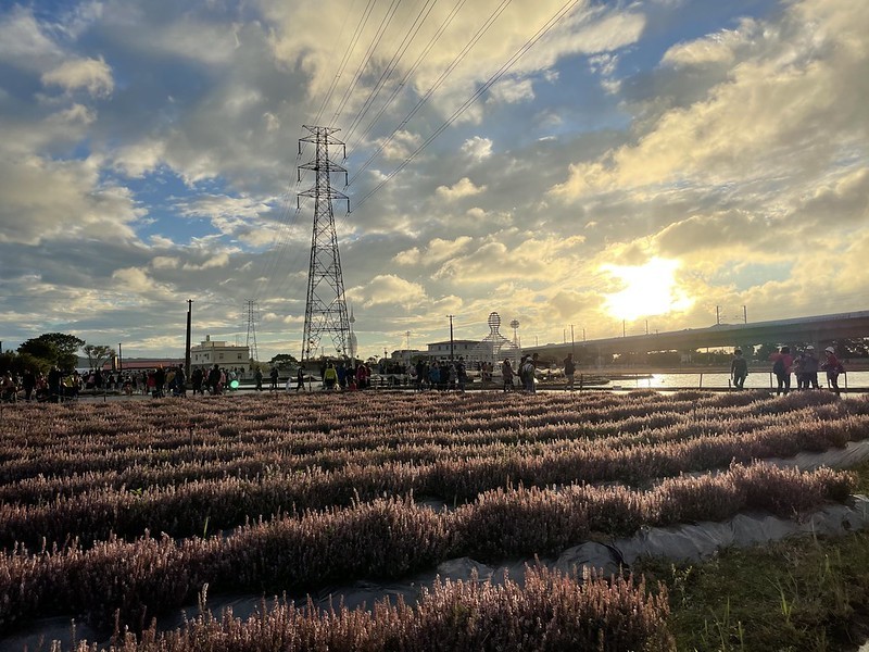 【台灣，桃園市，楊梅區】「2020桃園仙草花節」夢幻來襲！不能出國的偽南法小旅行。（2020/12/06花況，含交通接駁）