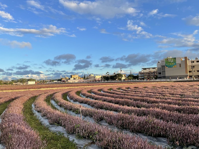【台灣，桃園市，楊梅區】「2020桃園仙草花節」夢幻來襲！不能出國的偽南法小旅行。（2020/12/06花況，含交通接駁）