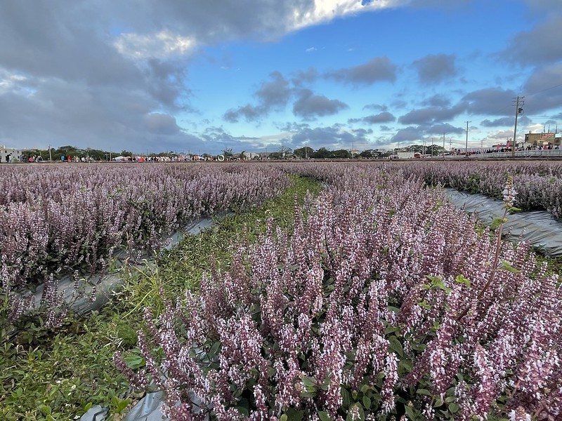 【台灣，桃園市，楊梅區】「2020桃園仙草花節」夢幻來襲！不能出國的偽南法小旅行。（2020/12/06花況，含交通接駁）