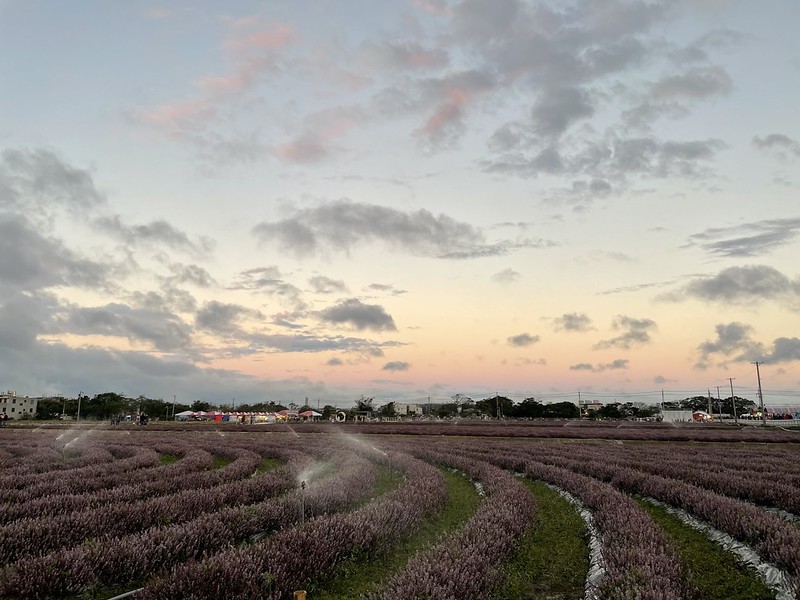 【台灣，桃園市，楊梅區】「2020桃園仙草花節」夢幻來襲！不能出國的偽南法小旅行。（2020/12/06花況，含交通接駁）