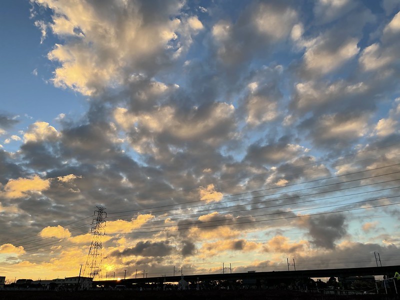 【台灣，桃園市，楊梅區】「2020桃園仙草花節」夢幻來襲！不能出國的偽南法小旅行。（2020/12/06花況，含交通接駁）