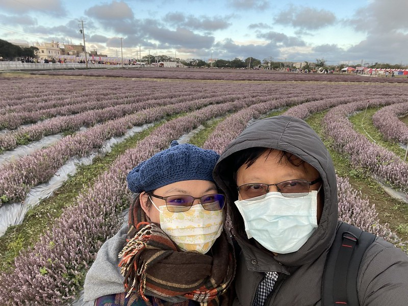 【台灣，桃園市，楊梅區】「2020桃園仙草花節」夢幻來襲！不能出國的偽南法小旅行。（2020/12/06花況，含交通接駁）