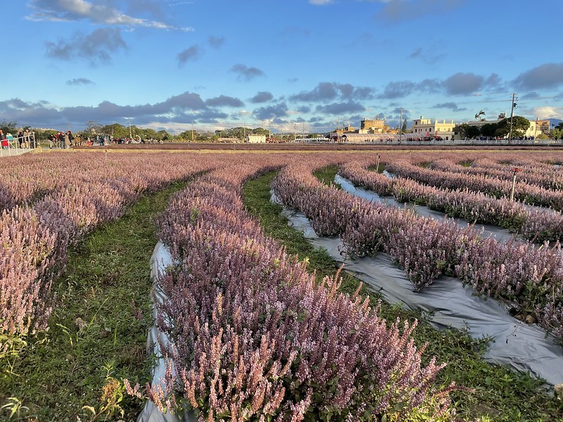 【台灣，桃園市，楊梅區】「2020桃園仙草花節」夢幻來襲！不能出國的偽南法小旅行。（2020/12/06花況，含交通接駁）
