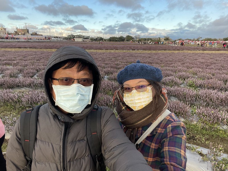 【台灣，桃園市，楊梅區】「2020桃園仙草花節」夢幻來襲！不能出國的偽南法小旅行。（2020/12/06花況，含交通接駁）