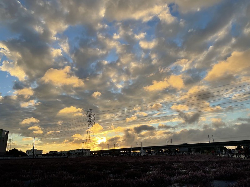 【台灣，桃園市，楊梅區】「2020桃園仙草花節」夢幻來襲！不能出國的偽南法小旅行。（2020/12/06花況，含交通接駁）