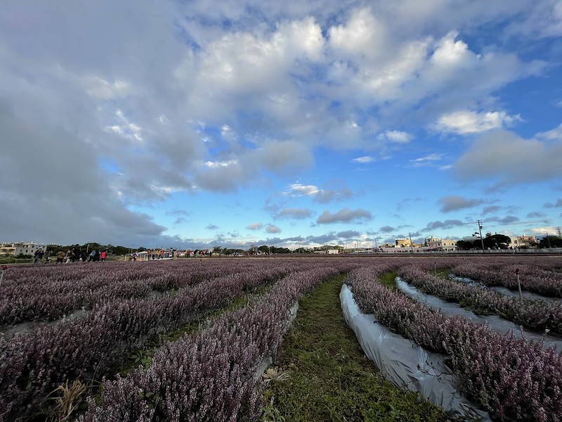 【台灣，桃園市，楊梅區】「2020桃園仙草花節」夢幻來襲！不能出國的偽南法小旅行。（2020/12/06花況，含交通接駁）
