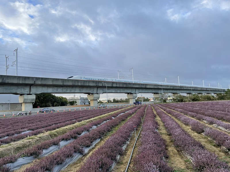 【台灣，桃園市，楊梅區】「2020桃園仙草花節」夢幻來襲！不能出國的偽南法小旅行。（2020/12/06花況，含交通接駁）