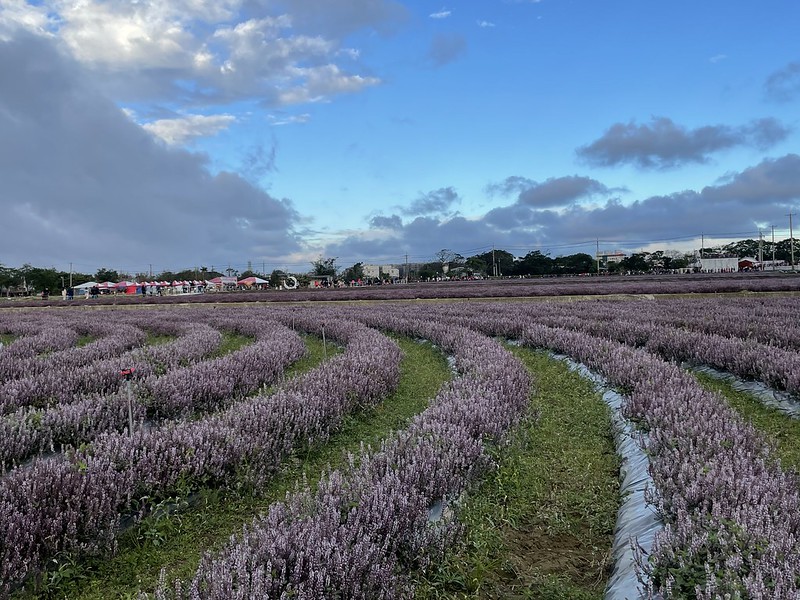 【台灣，桃園市，楊梅區】「2020桃園仙草花節」夢幻來襲！不能出國的偽南法小旅行。（2020/12/06花況，含交通接駁）