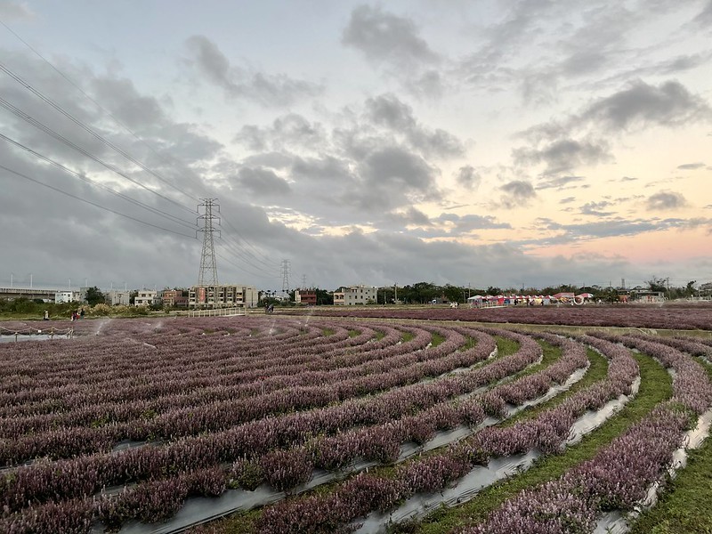 【台灣，桃園市，楊梅區】「2020桃園仙草花節」夢幻來襲！不能出國的偽南法小旅行。（2020/12/06花況，含交通接駁）