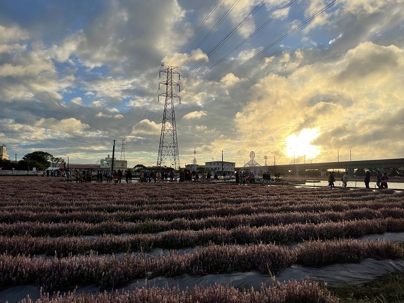 【台灣，桃園市，楊梅區】「2020桃園仙草花節」夢幻來襲！不能出國的偽南法小旅行。（2020/12/06花況，含交通接駁）