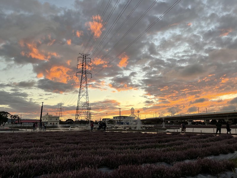 【台灣，桃園市，楊梅區】「2020桃園仙草花節」夢幻來襲！不能出國的偽南法小旅行。（2020/12/06花況，含交通接駁）