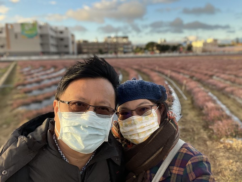 【台灣，桃園市，楊梅區】「2020桃園仙草花節」夢幻來襲！不能出國的偽南法小旅行。（2020/12/06花況，含交通接駁）