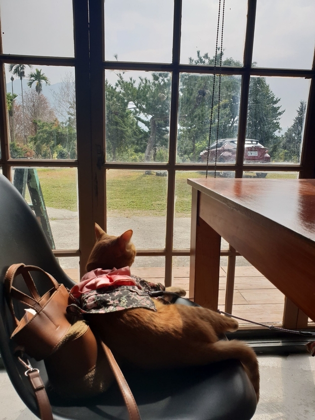 225197.jpg - 【南投.國姓鄉】山間良物咖啡館在地咖啡豆。友善寵物咖啡廳。自種水果入甜點。推重乳酪蛋糕&砂糖橘司康