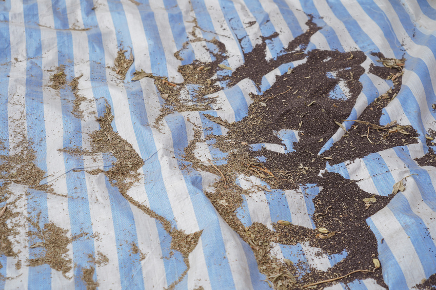 台南親子行程 2020國產雜糧十大經典體驗路線 西港區農會「西港農濃麻香手作體驗」一起到胡麻田中探索田園風光 體驗純樸農村美景48.jpg